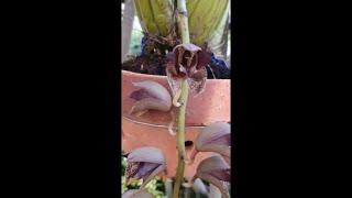 cantiknya grammatophyllum stapeliiflorum Orchid anggrek gramma anggrek sendu ahirnya mekar [upl. by Noiraa]