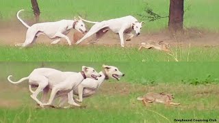 sloughi dog hunting  rabbit hunting with dogs  greyhound vs hare [upl. by Yhtak]