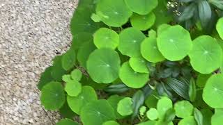 Nasturtium Flower नासटटुरियम फूल [upl. by Asteria]