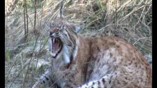 lince Linx linx  wwwcamosciodabruzzoit [upl. by Nomed]