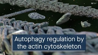 Role of the actin cytoskeleton and associated proteins in regulating autophagy [upl. by Sokim]