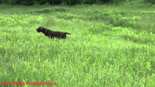 pine ridge pudelpointer  Mickey at 5 months [upl. by Samuela]