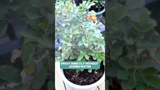 Spray to prevent plant diseases  link in bio🥇namrose greenrose rosegarden gardening rose [upl. by Dollar]