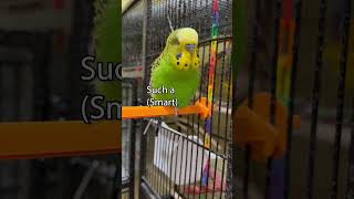 Baby Bee Bee Bird  Talking Parakeet  Boba the Budgie shorts [upl. by Gambrell]