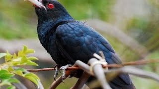 Asian Koel Cuckoo Calling loudly [upl. by Mitch]