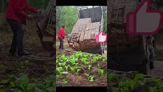 The transportation process of bricks for building a farmhouse [upl. by Nala682]