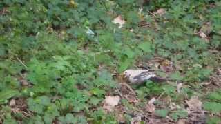 Merle piebald  piebald blackbird [upl. by Haon988]