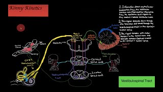 Vestibulospinal Tract Motor Pathway [upl. by Suiradel260]