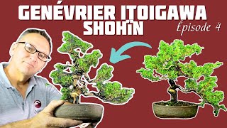 Comment Réaliser un Shohïn avec un Genévrier  TUTO n° 4 🌱 NEJIKAN BONSAI 🌱 [upl. by Lau]