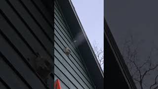 Using a leaf blower on the dryer vent cleaning dryer vent shorts [upl. by Eimac]