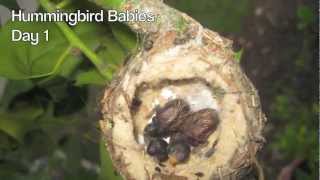 Hummingbird Babies Birth to Fledging the Nest  First Flight  Amazing [upl. by Narahs]