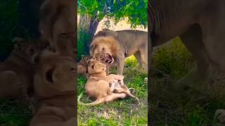 Lorkulup disciplinando a sus cachorros Black Rock Male Lion and Cubs lion leão short safari [upl. by Ejrog]