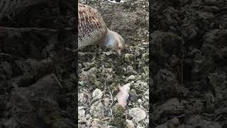 dakni teter birds shortvideo teter [upl. by Nnylatsyrk616]