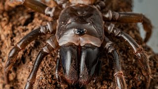 Atypus karschi purseweb spider feeding [upl. by Philippe]