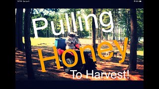 Beekeeping for Beginners  Pulling Honey to Harvest [upl. by Chlores]