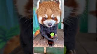 Look at that cute red panda eating a green grape [upl. by Zerdna]