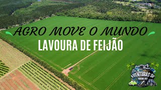 AGRO  LAVOURA FEIJÃO 🫘 feijão agro roça fazenda [upl. by Ara180]