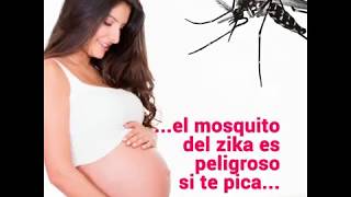 ¡Cuidado con el mosquito del zika [upl. by Tioneb]