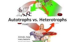 Autotrophs vs Heterotrophs [upl. by Edwina]