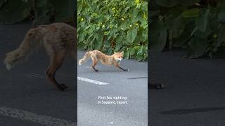 Fox sighting in Sapporo Japan [upl. by Corrinne795]