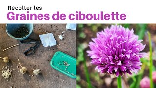 Récolter les graines de ciboulette  Astuce [upl. by Gnoy]