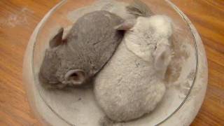 Chinchilla Dust Bath  Babys First Time [upl. by Filbert462]