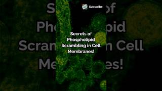 Secrets of Phospholipid Scrambling in Cell Membranes biology ytshorts sciencenews collection [upl. by Nageem]