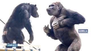 Gorilla Shows Off His Strength To Chimpanzees  The Shabani Group [upl. by Morice]