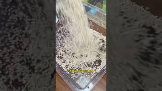 Cool and breathable corncob bedding rats and mice should not be too happy in summer cute pets cu [upl. by Wayland]