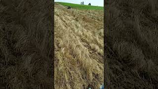 agriculturefarmingagrotechcaseihfarmingcaseihbrasilnewhollandagriculturnewhollandshortvideo [upl. by Parsons]