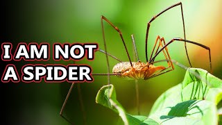 Opiliones facts theyre also known as daddy long legs  Animal Fact Files [upl. by Asert]