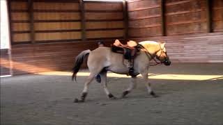 Norwegian Fjord Horse gelding quotBalderquot  lunging and riding [upl. by Lebazej]