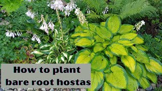 Starting BARE ROOT HOSTAS indoors 🍃 how to plant bare root hostas in pots 🌱 growing hostas 🌿 [upl. by Aidil]