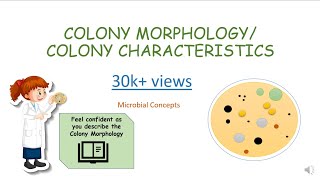 BACTERIAL COLONY MORPHOLOGY  CHARACTERISTICS  Microbiology basics  FY BSc practical series [upl. by Neyut]