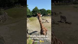 Gerald the giraffe 🦒 getting up close and personal showing us how he brushes his teeth 😂🙌 [upl. by Annaeoj]