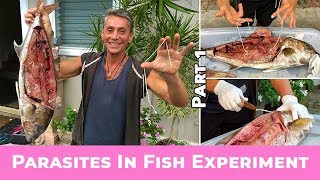 Parasites In Fish Experiment Part 1  Dr Robert Cassar [upl. by Ruthann]