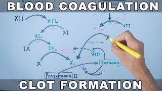 Coagulation Cascade  Intrinsic and Extrinsic Pathway [upl. by Ariom]