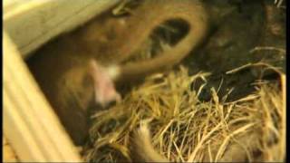 Wildwoods Dormice Breeding Programme [upl. by Adnalro568]