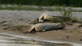 Gangetic Gharials basking on the sandy banks of a river [upl. by Manno]