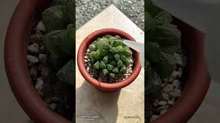 Haworthia Cooperi Variegata🥰 haworthia euphorbia desertplants haworthialovers cactusmania [upl. by Line863]