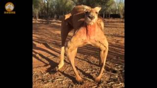 Kangaroo VS ManBoxing Match Must Watch [upl. by Leribag]