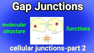 Molecular Structure amp Functions of Gap Junctions  Cell Junction  Gap Junction  AM Biologie Notes [upl. by Bergeron]