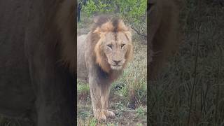 Hermoso león de ojos verdes K6 Kambula male lion shorts lions leão wildlife [upl. by Adelheid]