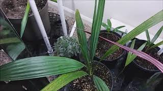 Howea forsteriana and New Yucca Cuttings [upl. by Olaf]