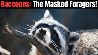 Raccoons  The Masked Foragers [upl. by Ynneh]