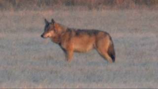 Ulve i Vestjylland  Wolf in Denmark [upl. by Eitsym740]