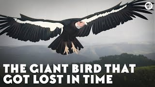 The Giant Bird That Got Lost in Time [upl. by Laney290]