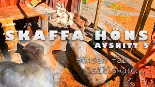 Skaffa höns A05  Hönsen får sällskap [upl. by Oiramel203]