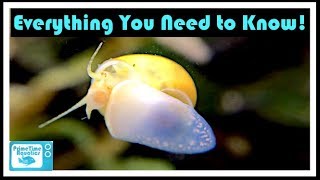 Mystery Snail Care and Breeding Your Friendly Neighborhood Algae Eater [upl. by Bedell714]