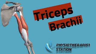 Triceps Brachii Muscle origin  insertion  action  muscle anatomy [upl. by Kopaz]